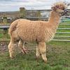 TOFT Jargel Elite Brown huacaya female for sale at TOFT Alpaca Stud